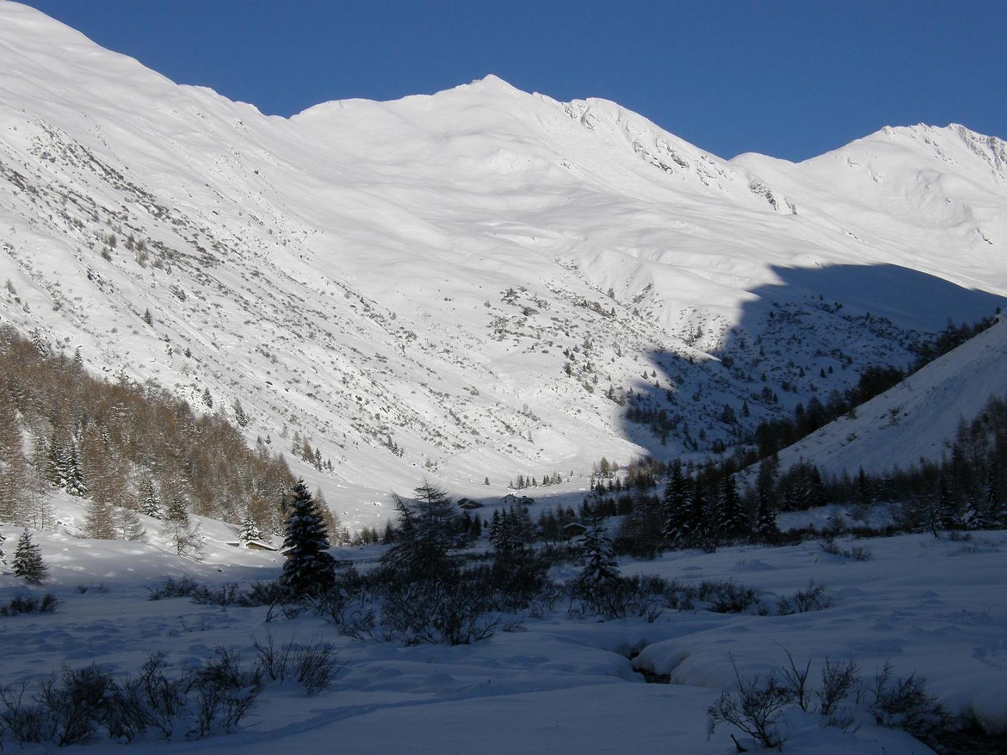 Stambecco con gli sci